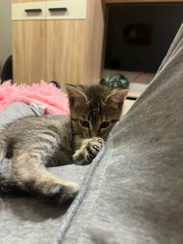 помогите пристроить котенка в хорошие руки,
это кира, д...