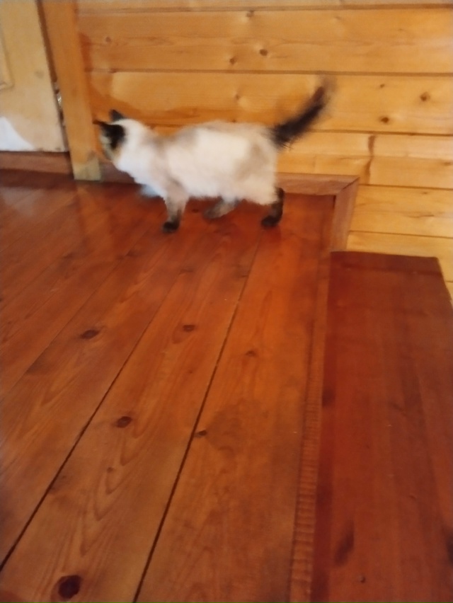 У кого потерялась кошечка сиамская , бегает со среды 26 ?...