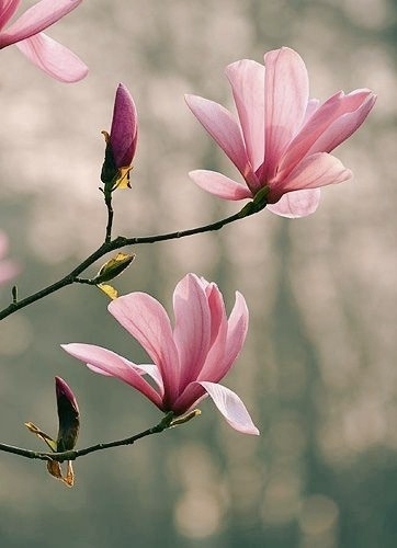 Прекрасная магнолия.