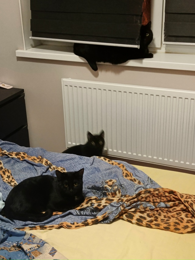 Коты в трех состояниях: твердое, газообразное и жирное