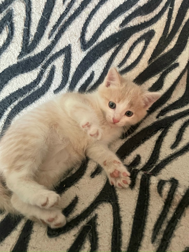 Маленькие красавцы ждут своего хозяина. 1,5 месяца, куша...