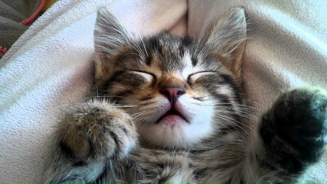 Моему коту на всё глубоко насПать!