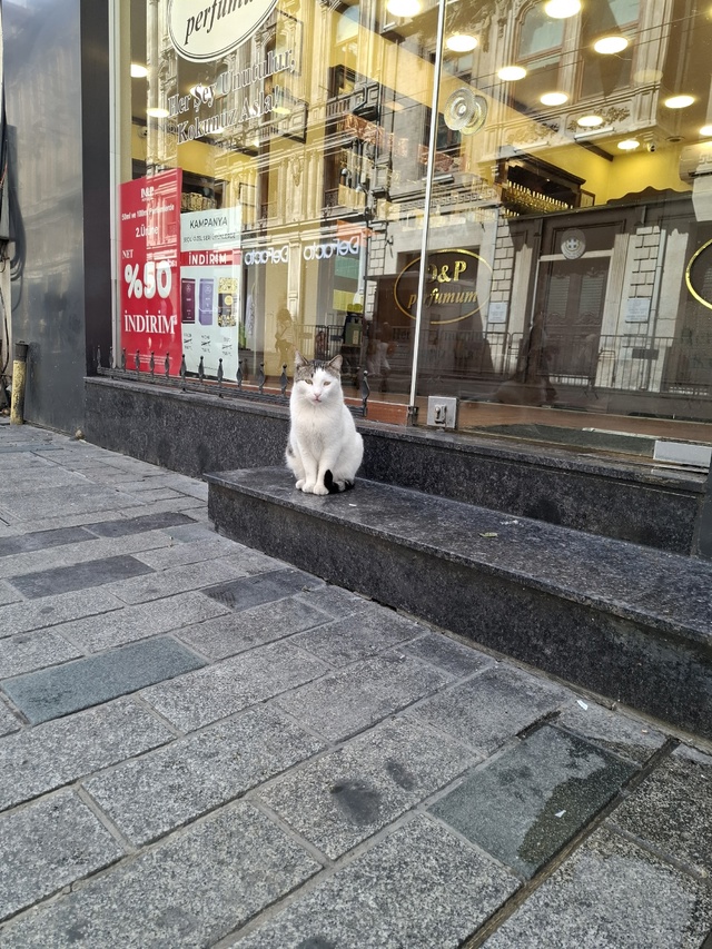 Котики в Стамбуле.
Если я была бы котиком, то хотела бы ?...