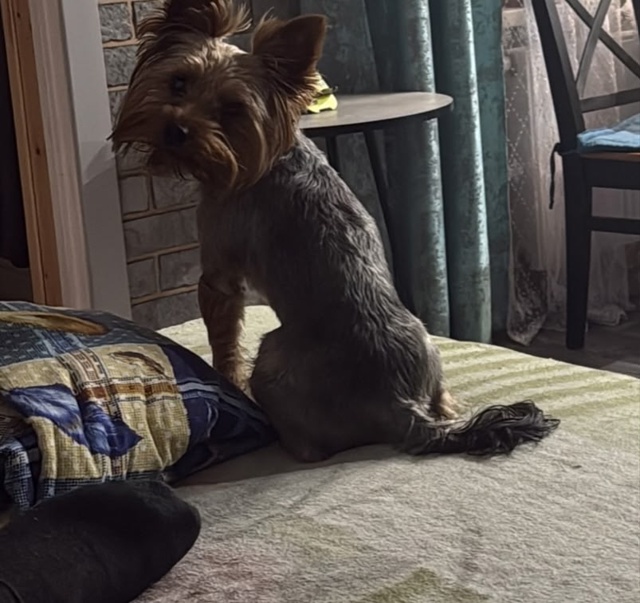 ПОТЕРЯЛСЯ НАШ ЛОККИ!СБЕЖАЛ!УЛИЦА КАЗАНСКАЯ ,121. ...