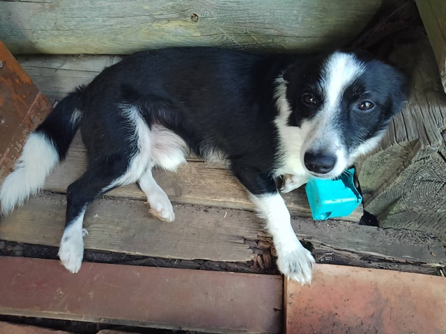 26.10.2025 пропал пёс по кличке Ричи в п. Сосновка, Кадуйско?...