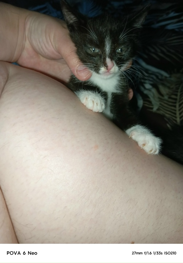 Отдам котят от кошки мышеловки, к лотку приучены, ласко...