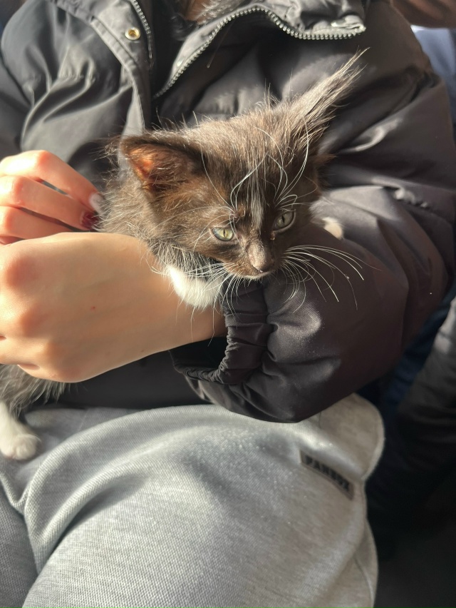 отдам котенка в хорошие руки, забрали его сегодня, отве...