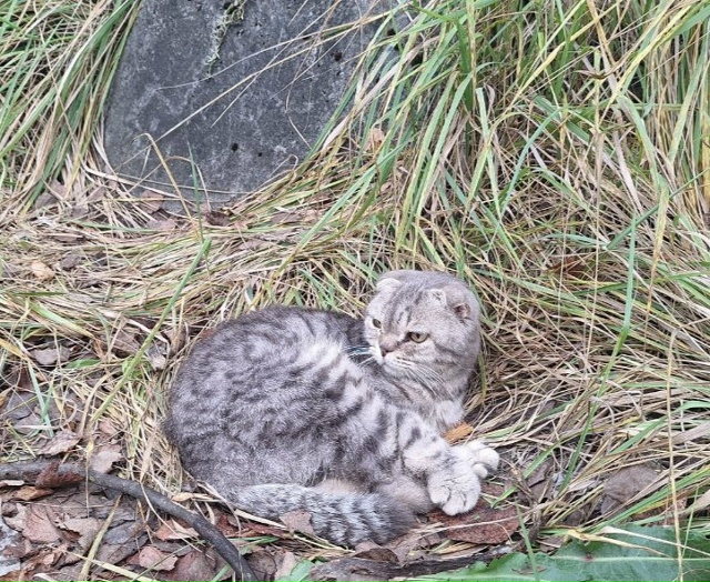 Котик породистый. Находится на стоянке Заводской пр. д....