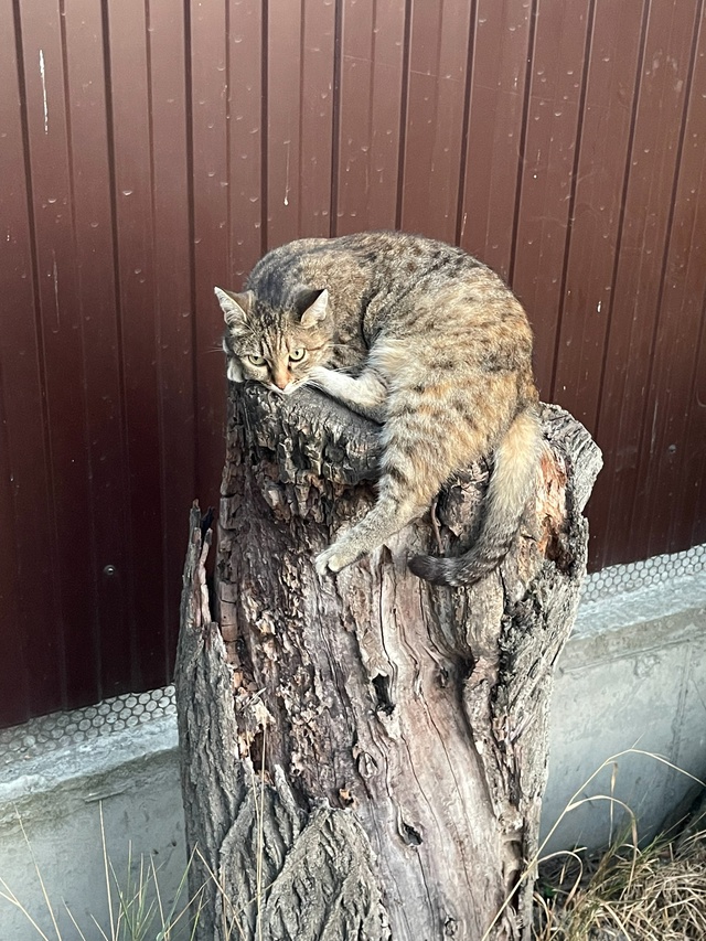 Анапские коты 3