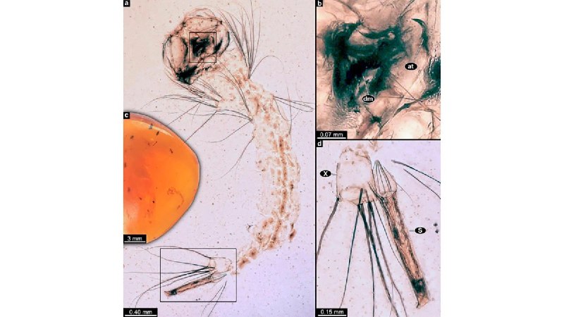 В Мьянме в янтаре возрастом 99 млн лет нашли древнейшую личинку комара.
Обнаруженная личинка — совр
