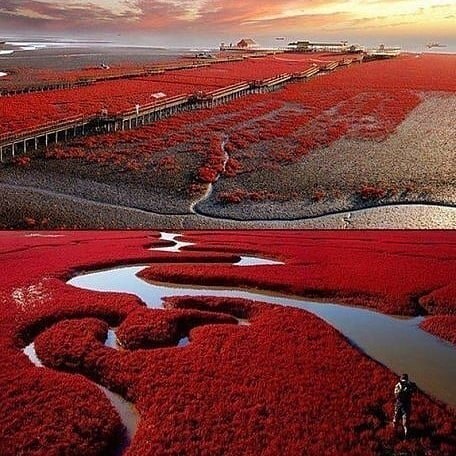 ? Красный пляж Паньцзинь, Китай
В период созревания с...