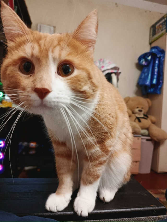 Фаня (Фантик) и Моня ( забирали котенышем как Монику, ок?...