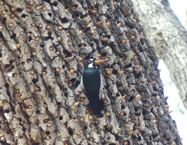 Желудёвый дятел (Melanerpes formicivorus)
Сегодня мы заглянем в не...
