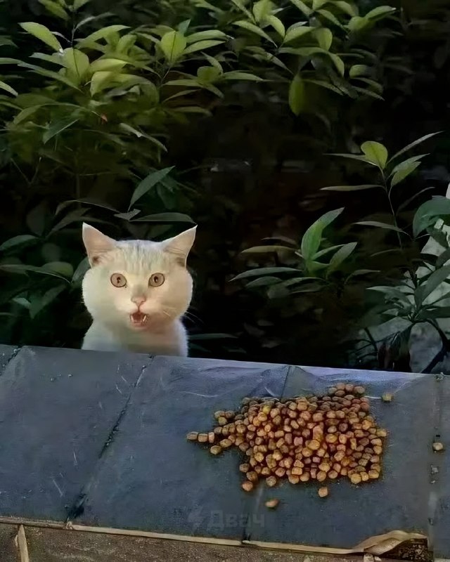 Китаянка частенько подкармливает бездомного кота, а тот каждый раз искренне в шоке от халявной еды