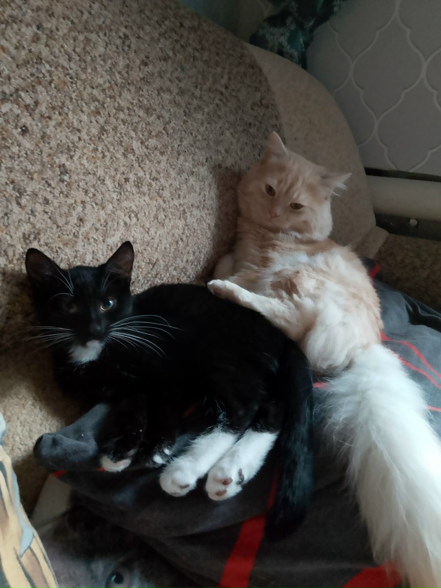 Сладкая парочка ❤️Бусик и Багира 😻😻😻