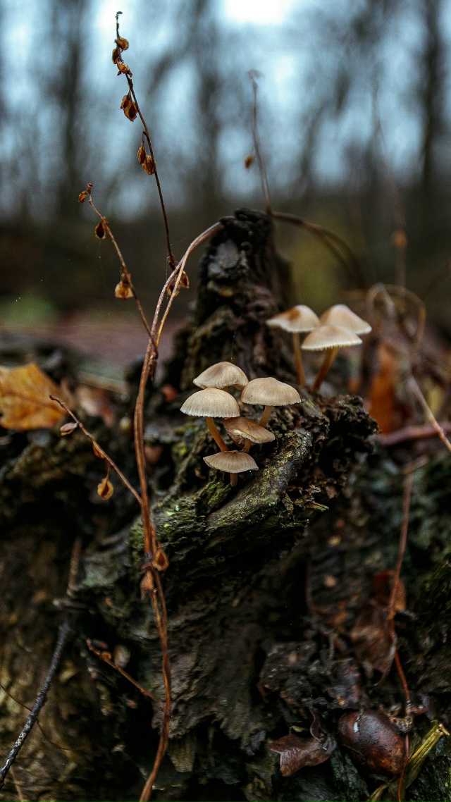 🥰 Осенняя красота в лесах Воронежской области