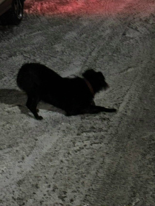 Возле больницы (Воскресенское) сидит небольшая чёрная ...