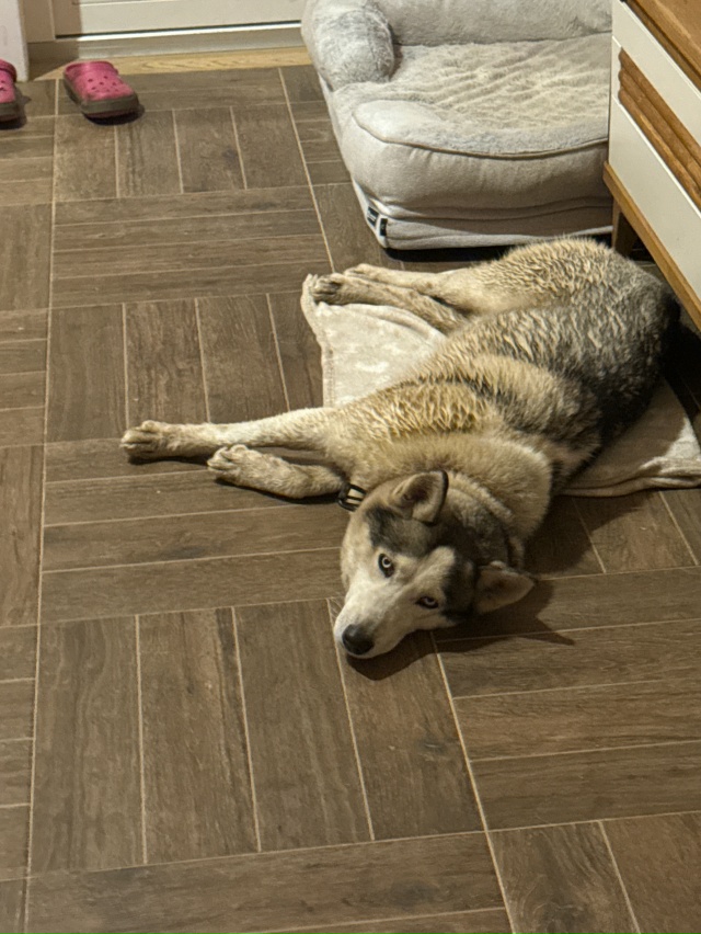 Прибилась собака на Ропшинском шоссе
Девочка, чипа не?...