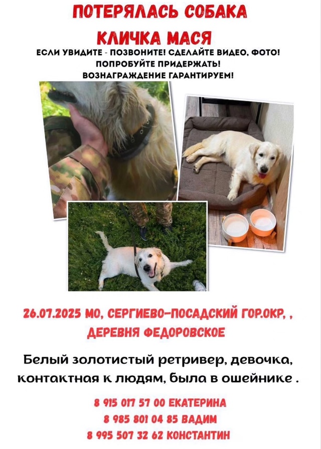 Пропала собака
г.о. Сергиев-посад, пос.Богородское/дер....