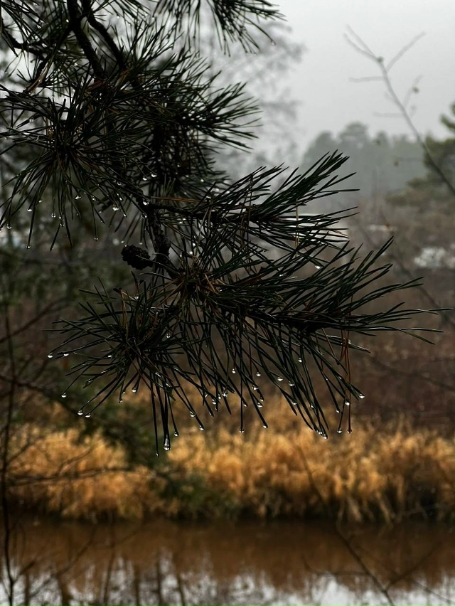 Атмосферные снимки из Асбеста передают дух осени🍂
???...