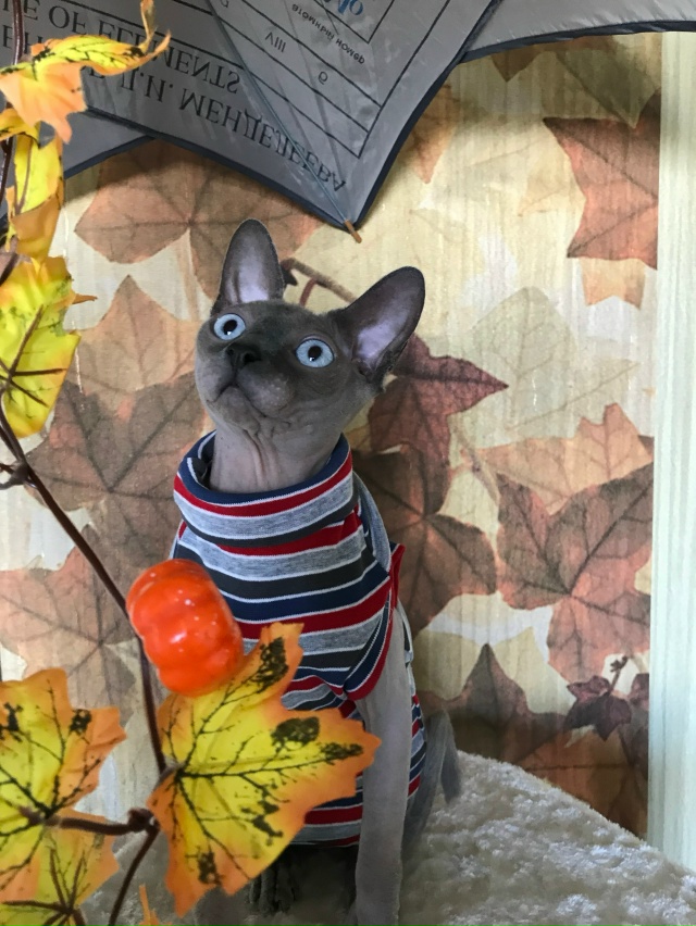 Бесик 🥰😸🥰