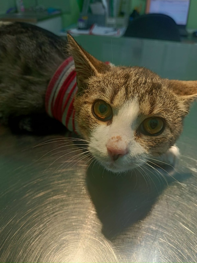 Кировск!
⠀
У него всего три лапки, и он очень нуждается ...