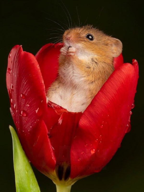 Милота дня: вкатываемся в РАБочую неделю с идеальным антистрессом.
На фото — мыши-малютки, которые