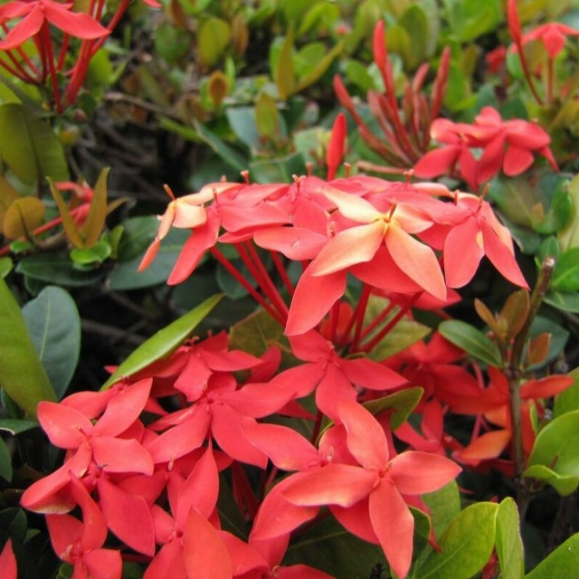 😍В екатеринбургском дендропарке расцвела тропическа...