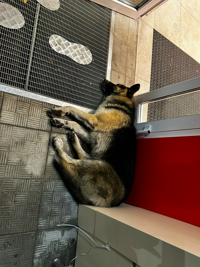 Чья потеряшка ? Не может встать , что то с задними лапам?...