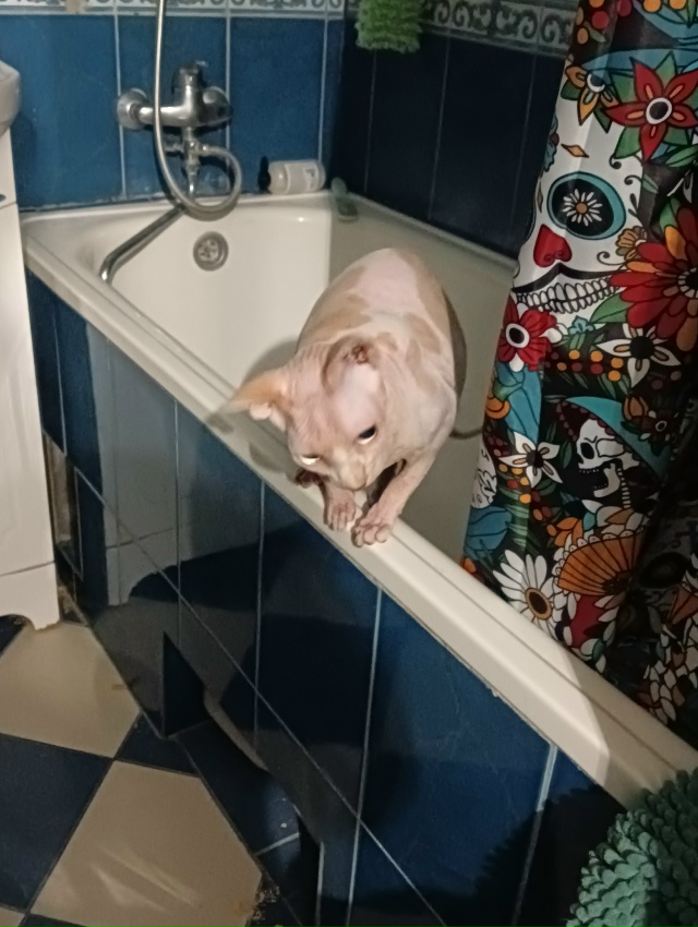 Всратые дети: Хром и Лапочка. Если Хром свой интеллект ?...