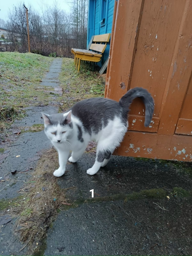 #ПотерялиНашлиПомогите
1 Молодой кот ,примерно 1,5 года...