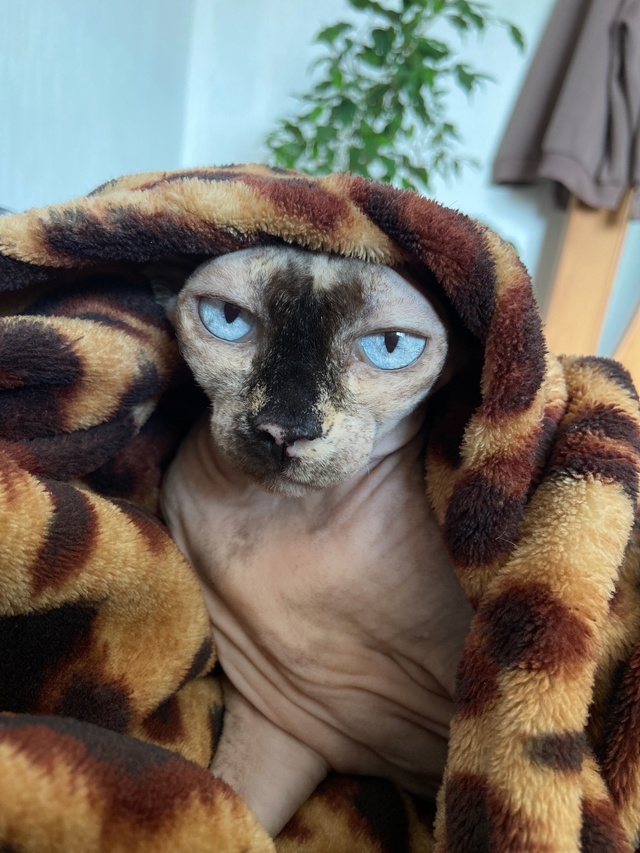 Мои всратые девочки❤️