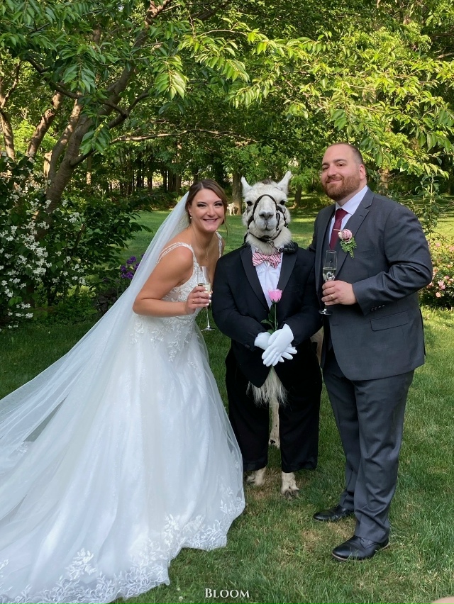 Я плачу.
У этой пары в роли шафера была их домашняя лам?...