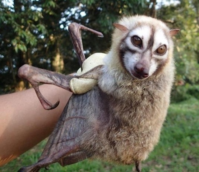 Летучая лисица Бисмарка — кормящий отец Перед вами з?...