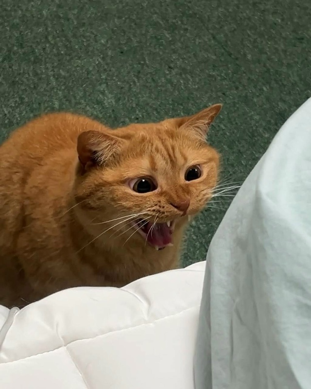 Сильный кот не закрывает глаза, когда зевает?