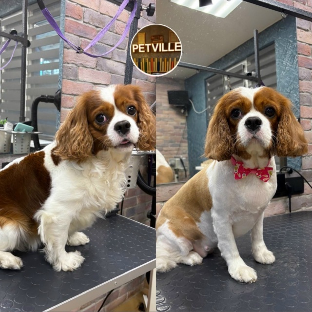 PETTVILE— это уютный и современный груминг-салон с бере?...