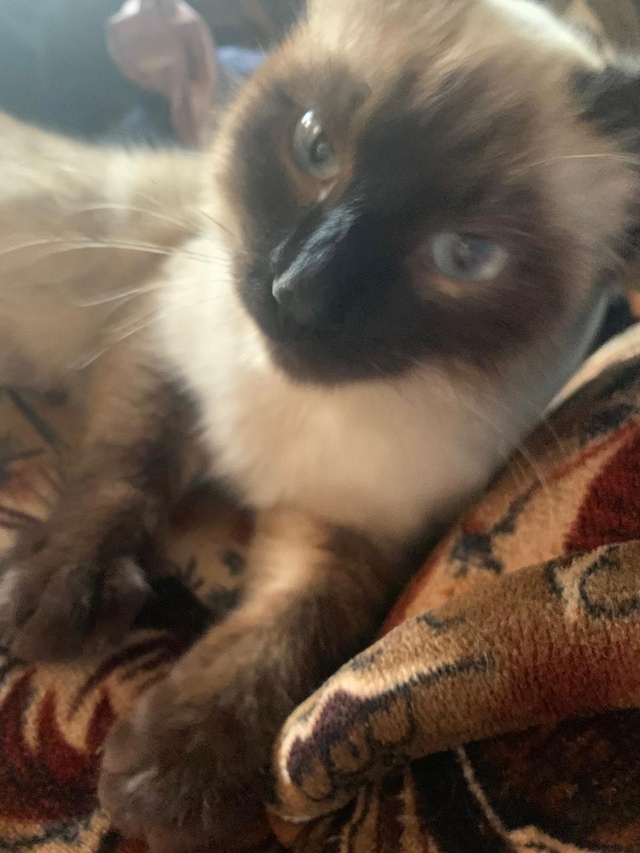 Потерялся кот 4 дня назад около гастронома ТИПЭК . Возм...