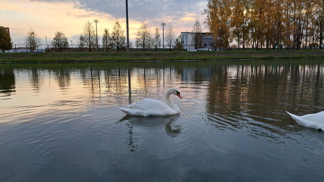 ❤??В суете дней есть уголок спокойствия. Лебеди в па...