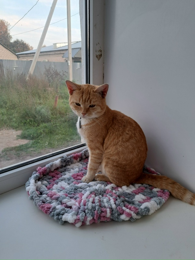 Пропал кот в районе Гайдара, кличка Сэм, на нем чёрный о...