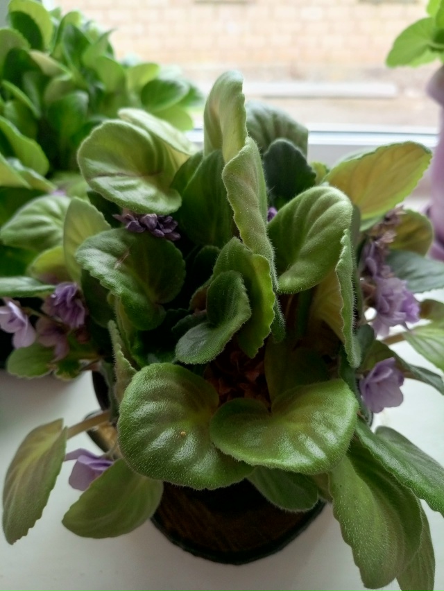 Продам цветы, декабрист 250 руб , фиалка 300 руб, женское с?...