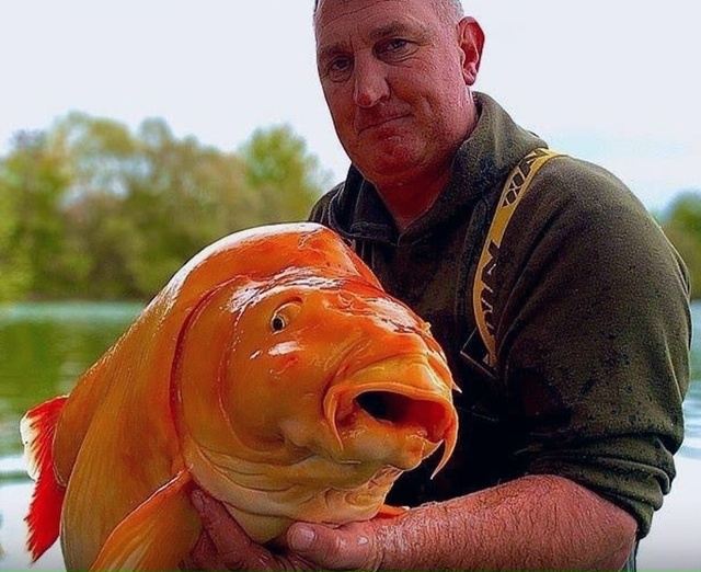 Из французского озера выловили одну из крупнейших зол?...