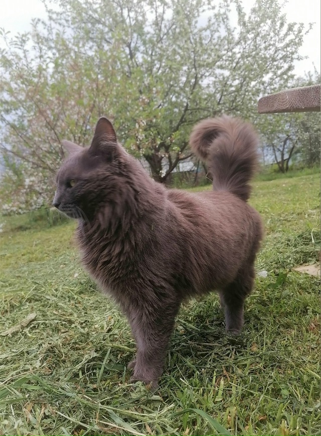 Продолжаем поиски нашего любимчика‼️Пропал кот, зову...