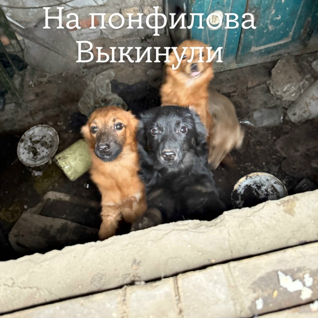 Здравствуйте 🤝 такая ситуация в сарай подкинули 4 х бо...