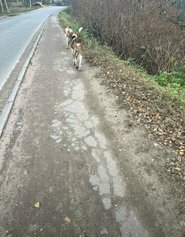 По калинина ходят две собаки, выбегают на дорогу