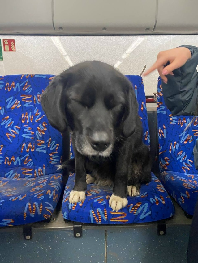 Всем добрый день
Девушка села в центре, этот пес уже си...