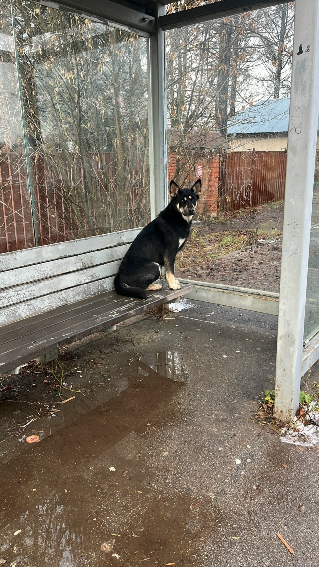 Каждый год после дачного сезона,к нам на пос.Гидроузел ...