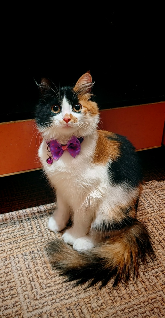 Потерялась кошечка, предположительно выпала с окна по ...