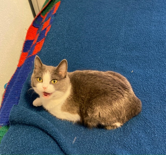 #мурёнакошечка и её смешные мордахи. Два года живет с н?...