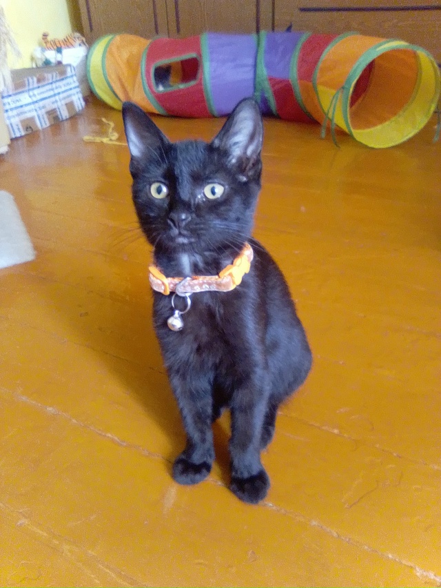 Чудесная девочка Черничка ищет надежных и заботливых ?...