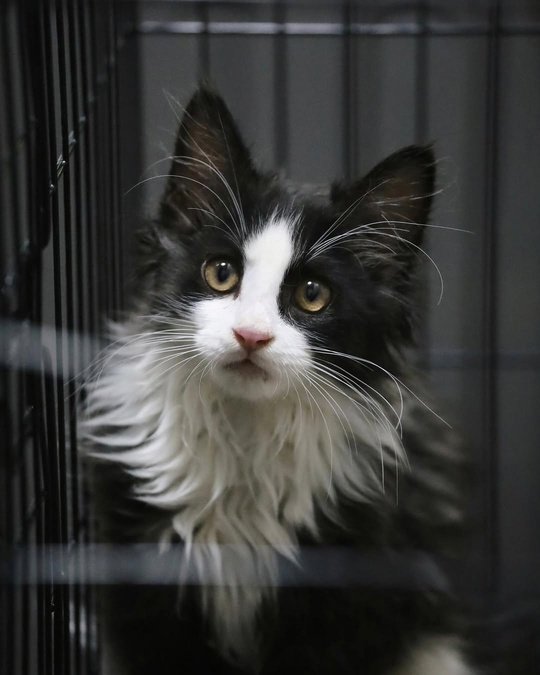 Как изменился малыш, которого я подобрал на улице… 🥺??...